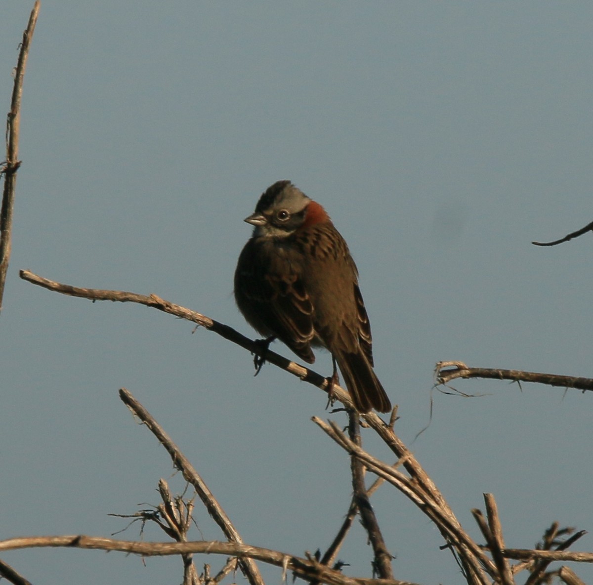Rufous-collared Sparrow - ML621063188