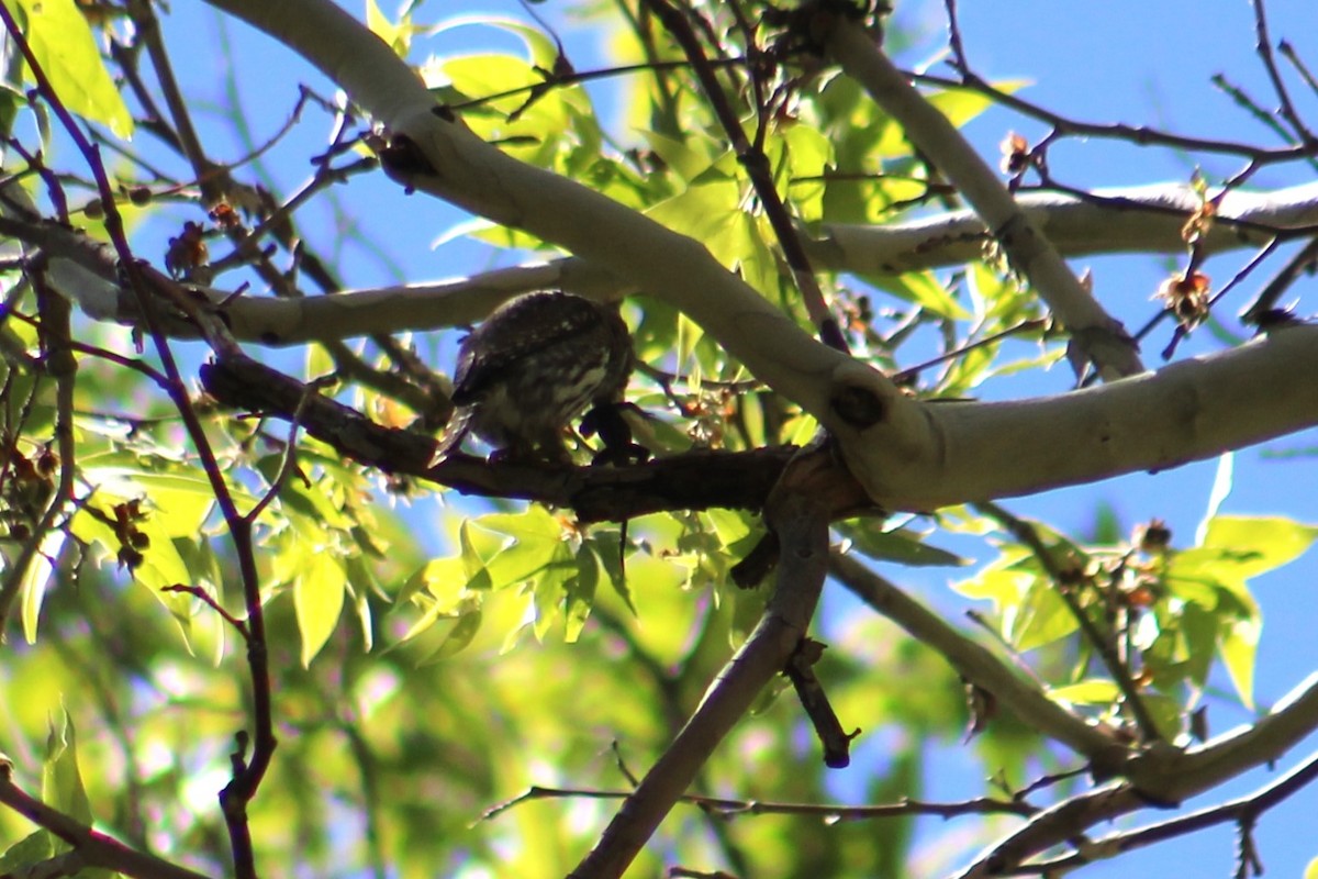 Northern Pygmy-Owl - ML621063208