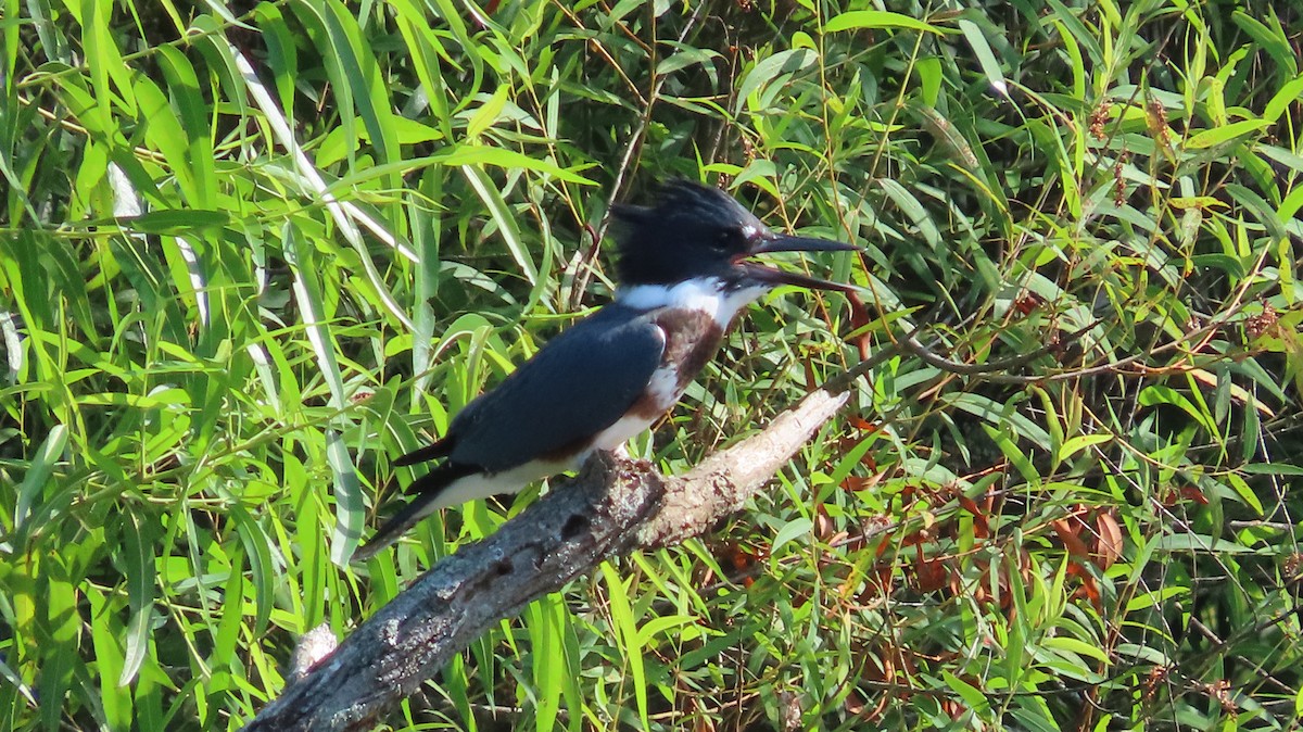 Belted Kingfisher - ML621063211
