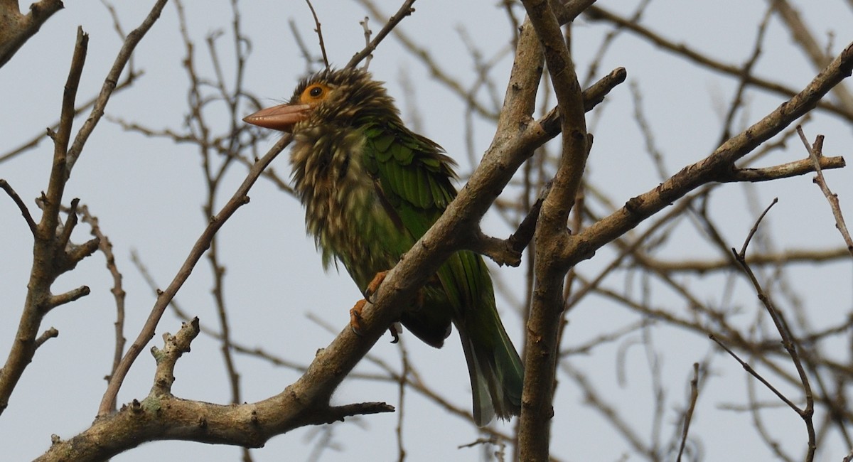 Lineated Barbet - ML621063241