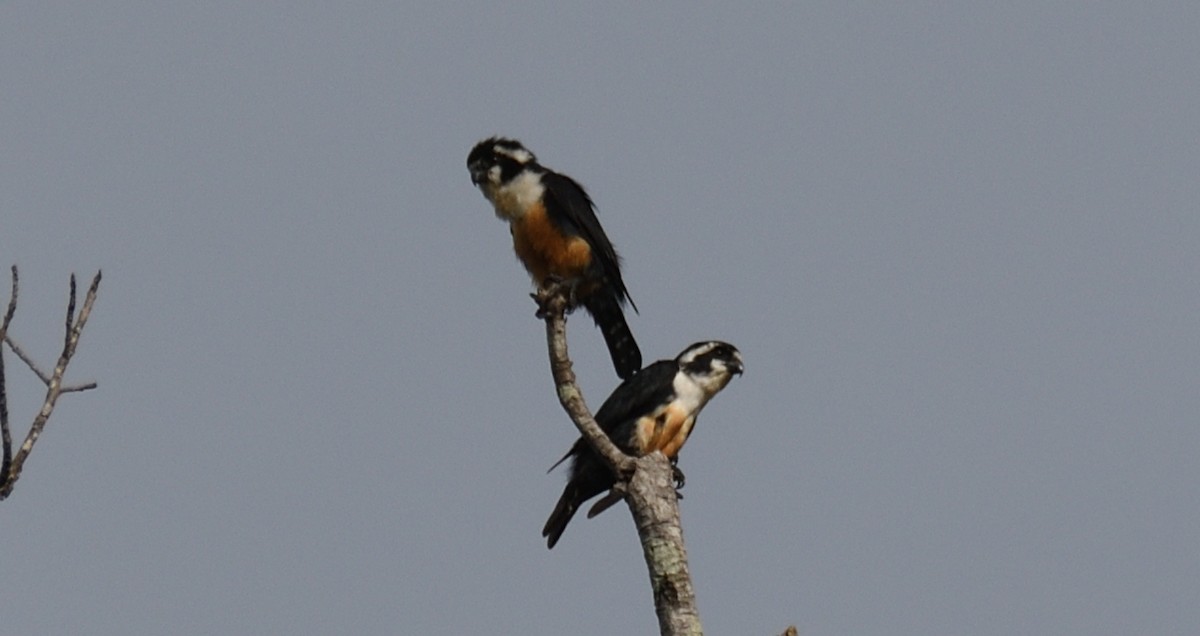 Black-thighed Falconet - Alf forbes