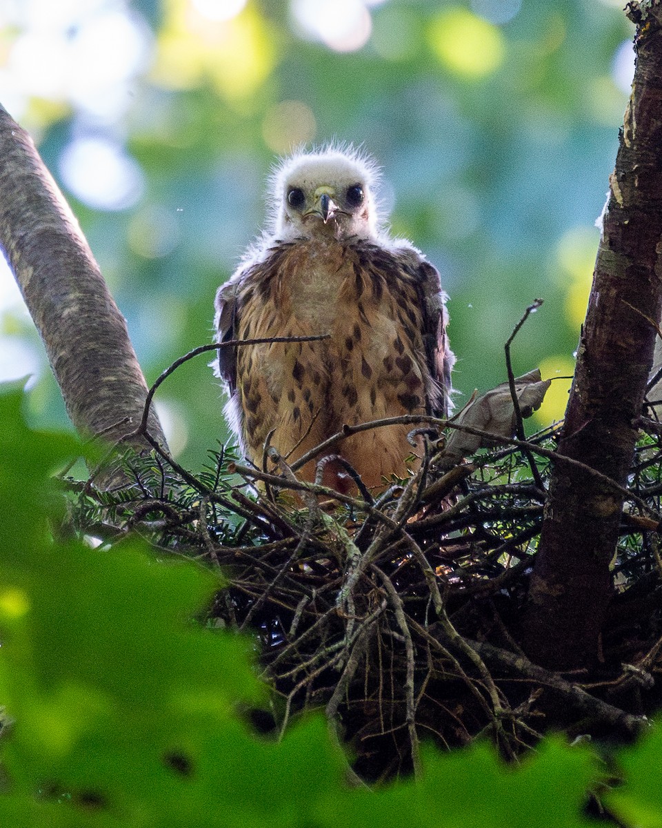 Broad-winged Hawk - ML621063284