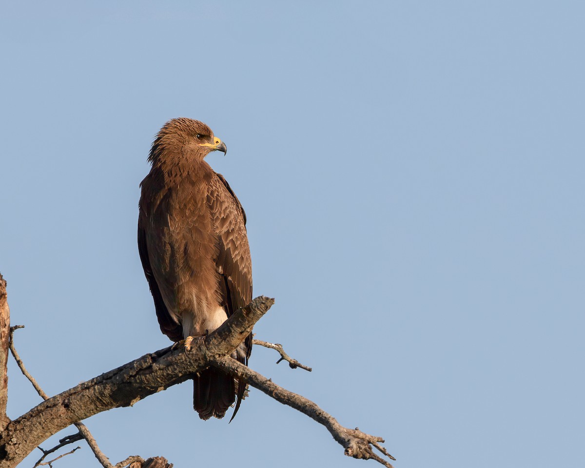 Lesser Spotted Eagle - ML621063292