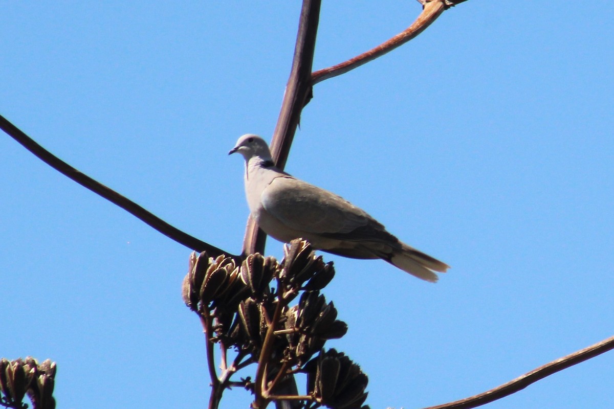 Eurasian Collared-Dove - ML621063304