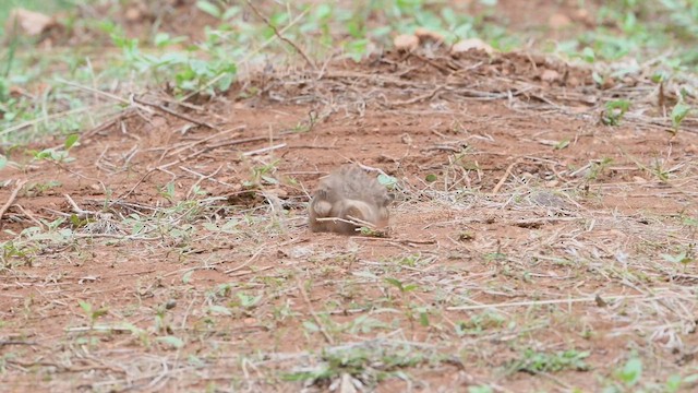 Singing Bushlark - ML621063385