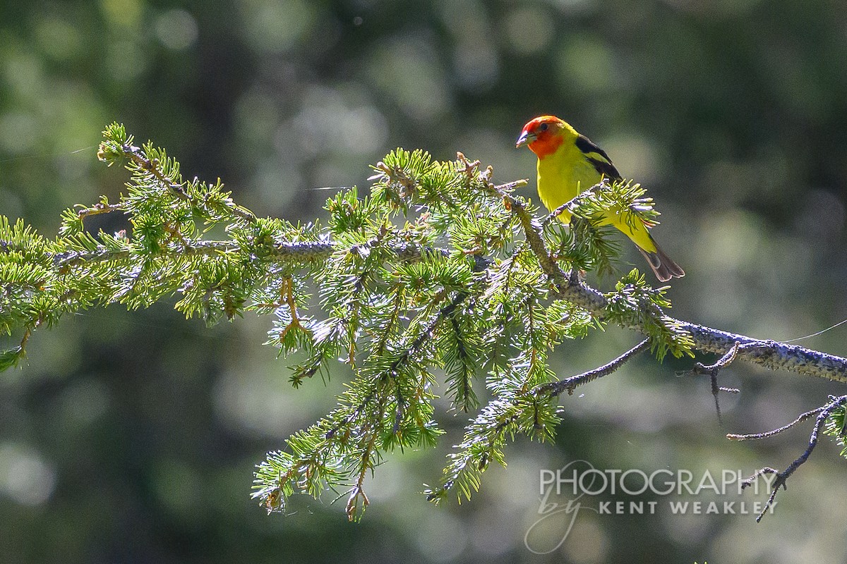 Western Tanager - ML621063434