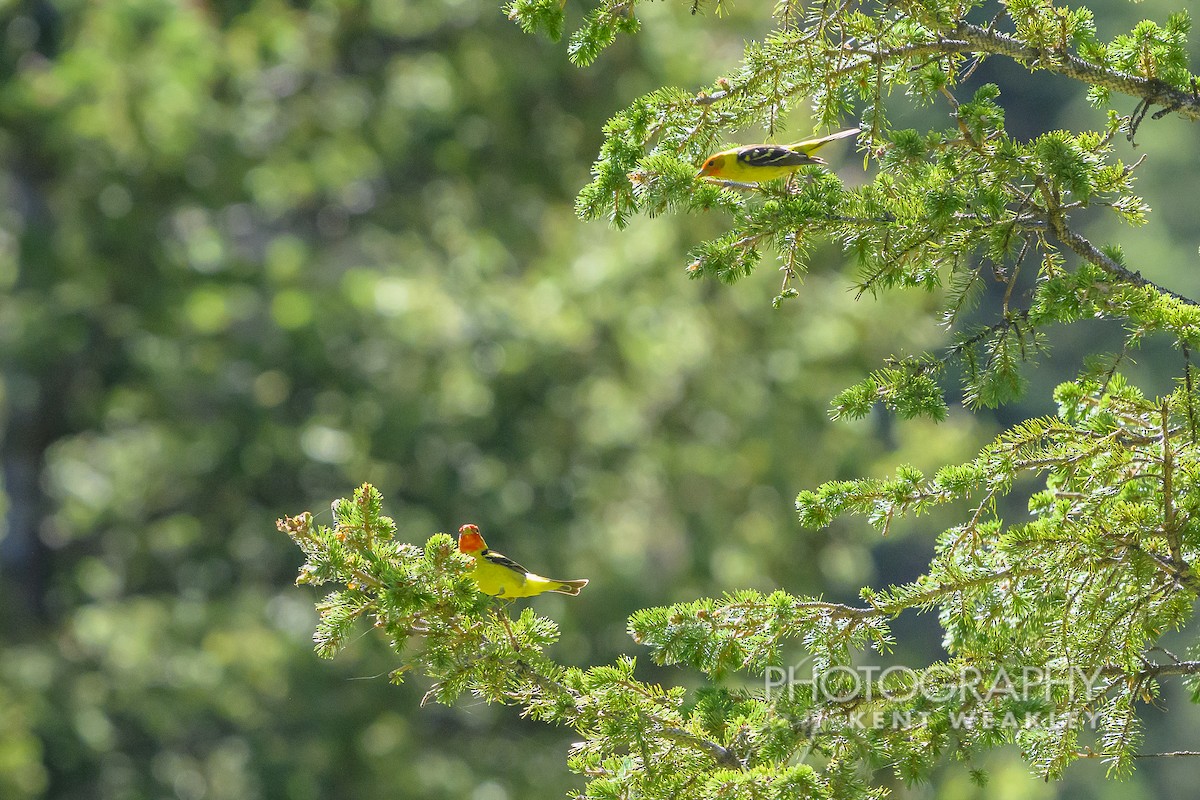 Western Tanager - ML621063437