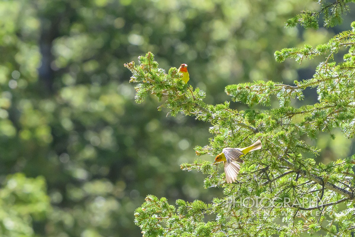 Western Tanager - ML621063438