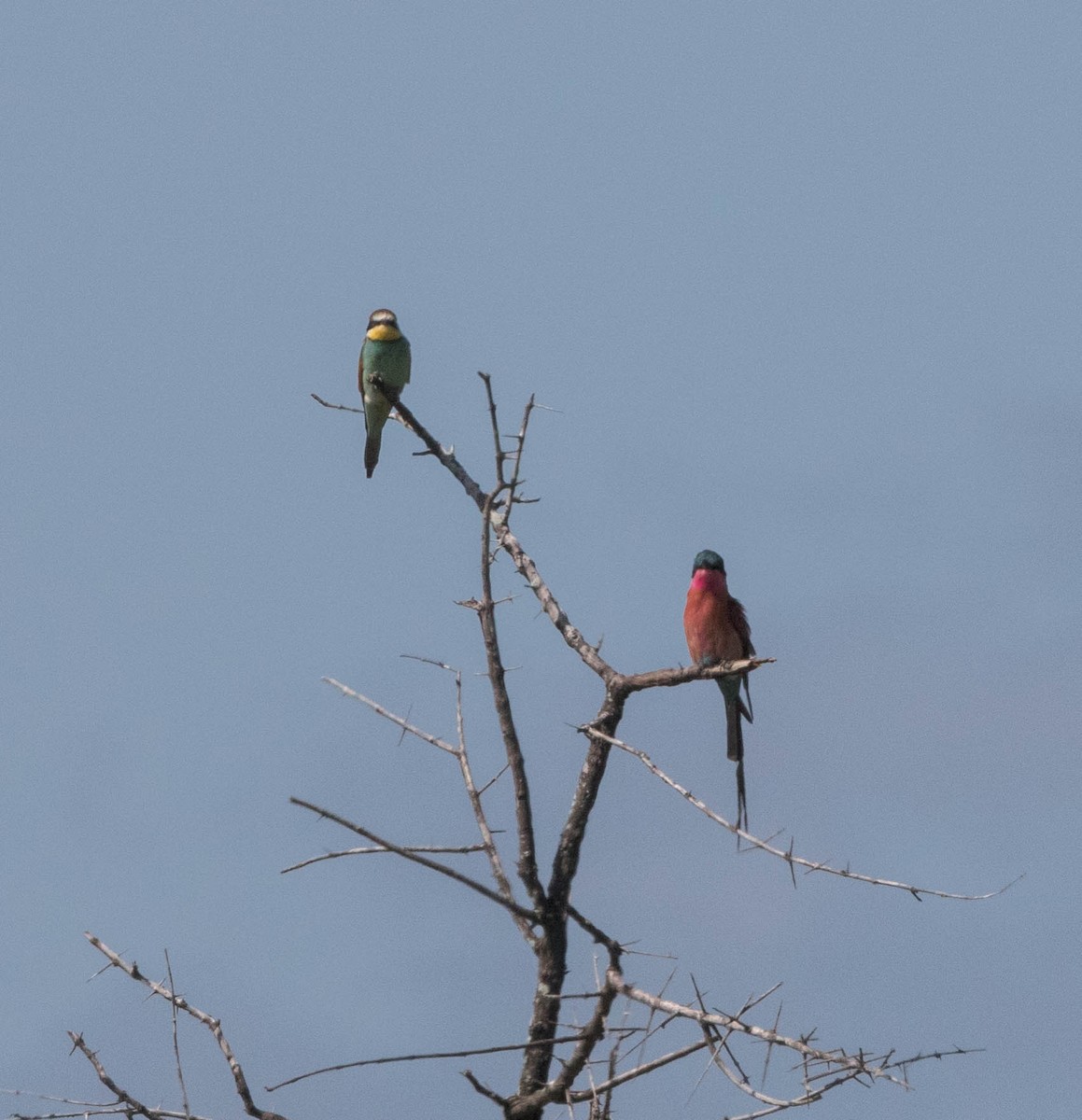 Southern Carmine Bee-eater - Per Smith
