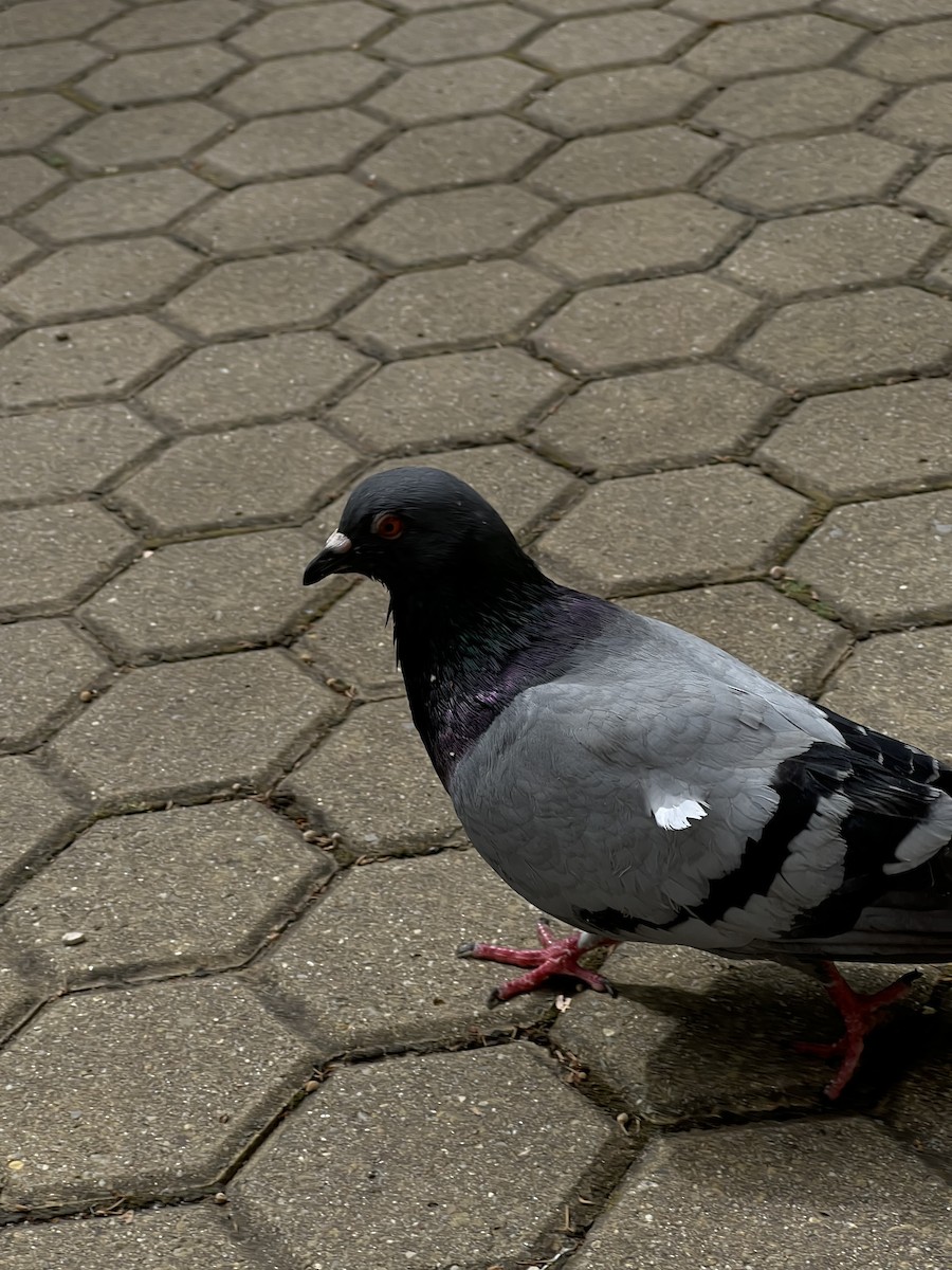 Rock Pigeon (Feral Pigeon) - ML621063458