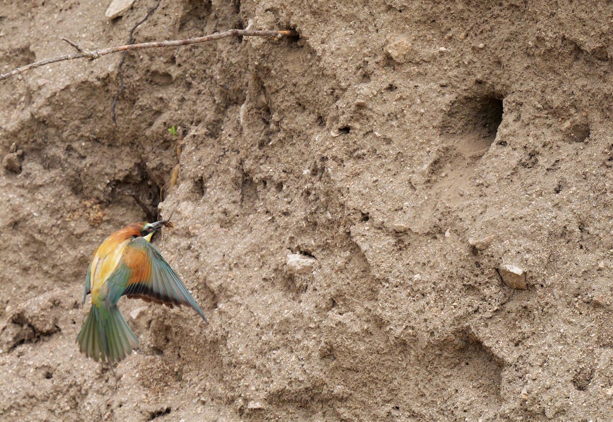 European Bee-eater - ML621063497