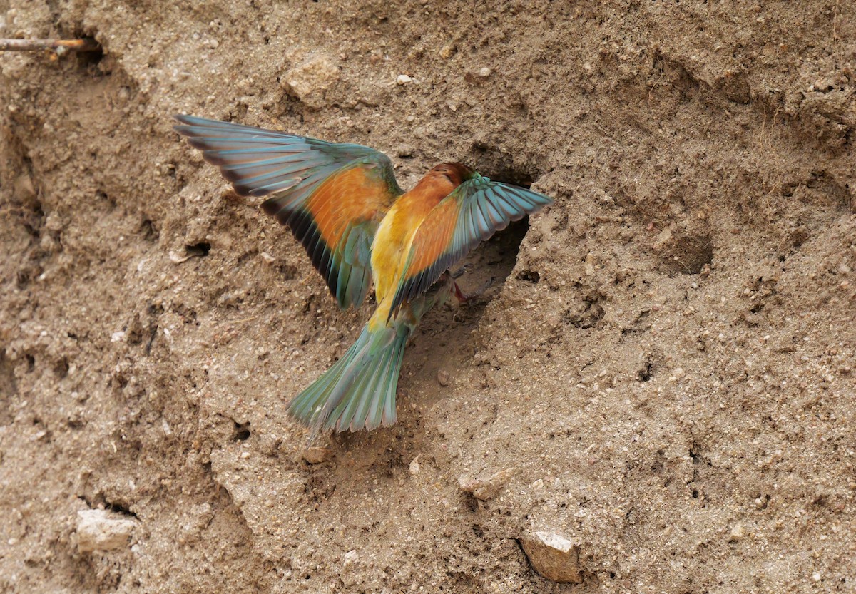 European Bee-eater - ML621063500