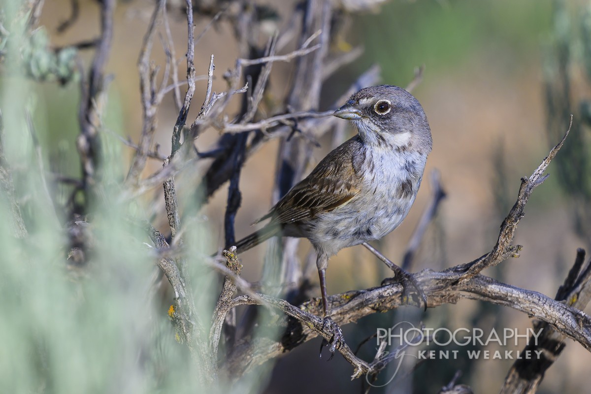 Sagebrush Sparrow - ML621063502