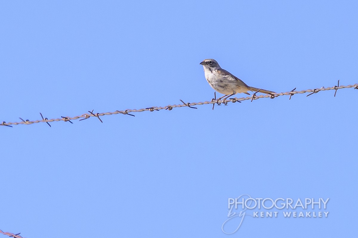 Sagebrush Sparrow - ML621063503