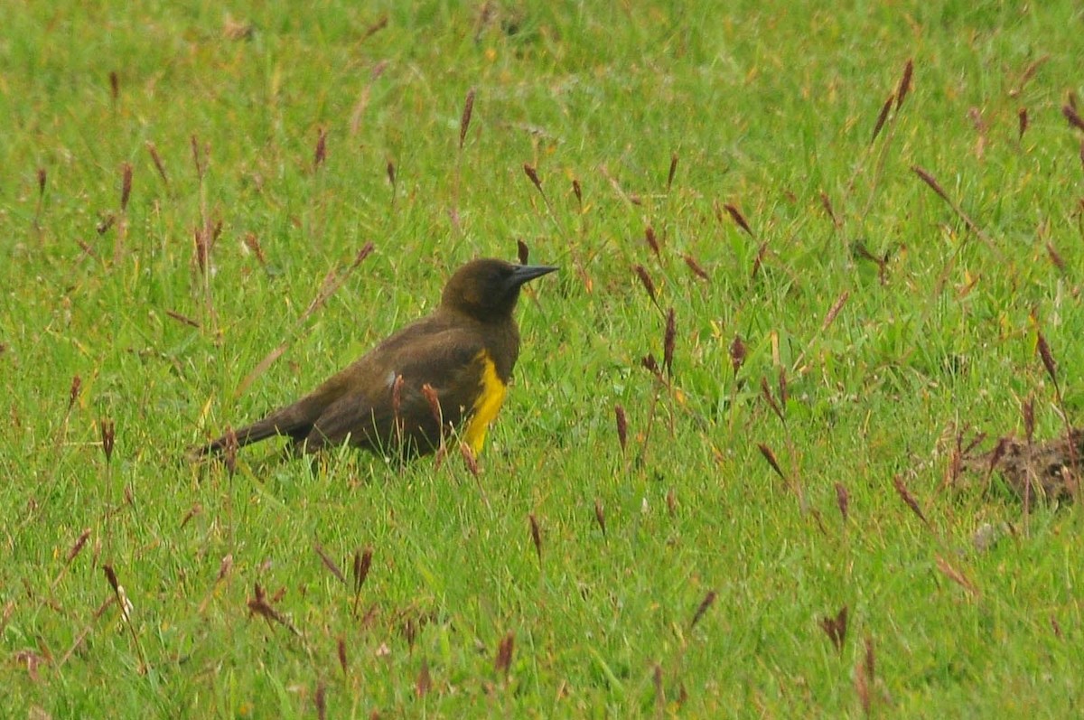 Brown-and-yellow Marshbird - ML621063504