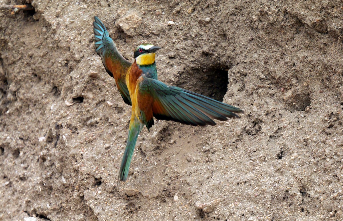 European Bee-eater - ML621063512