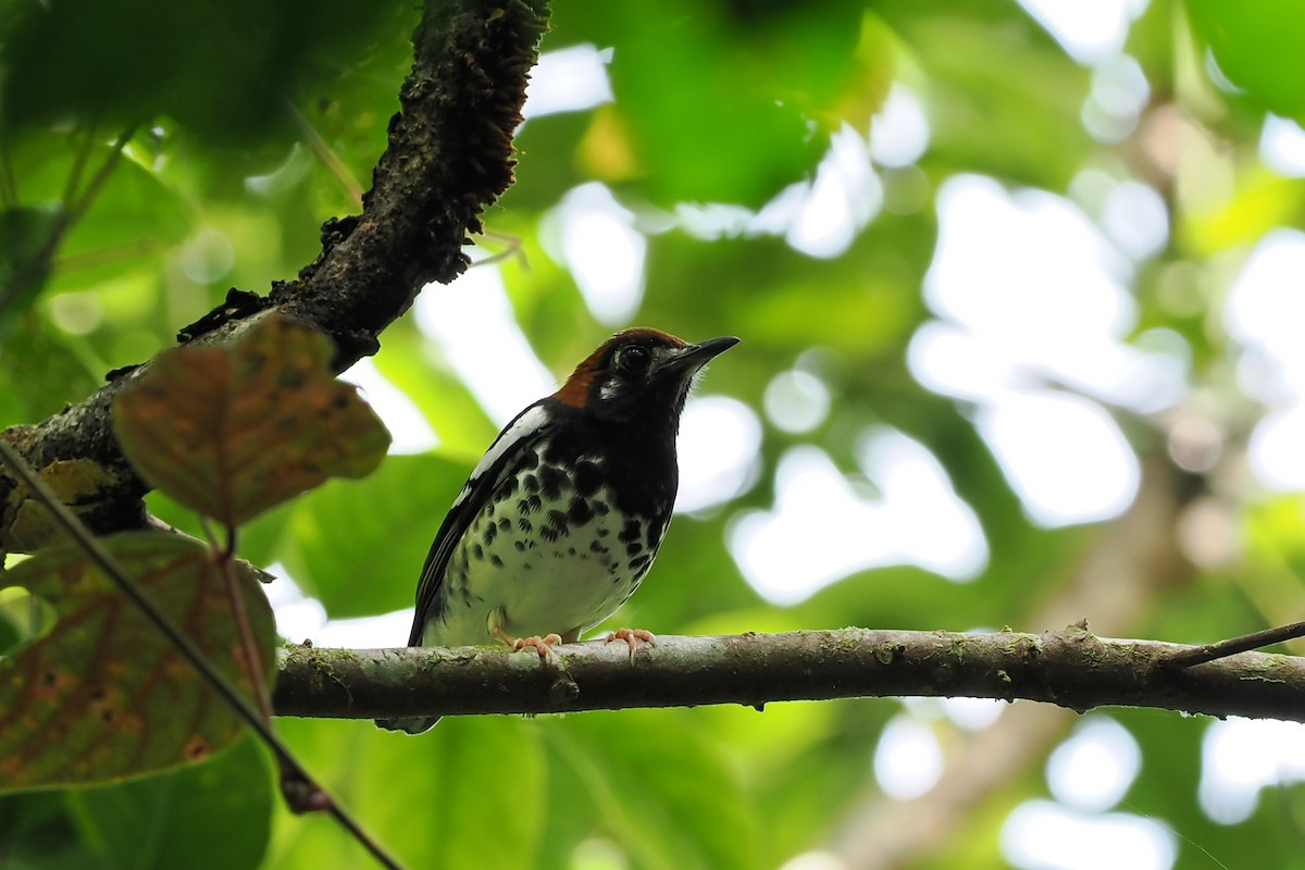 drozd kaštanovohlavý - ML621063521