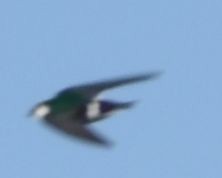Violet-green Swallow - ML621063562