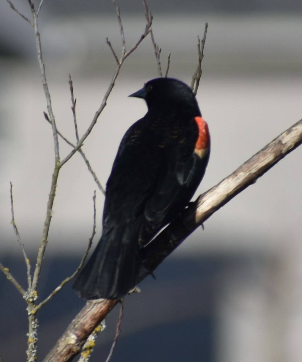 Red-winged Blackbird - ML621063570