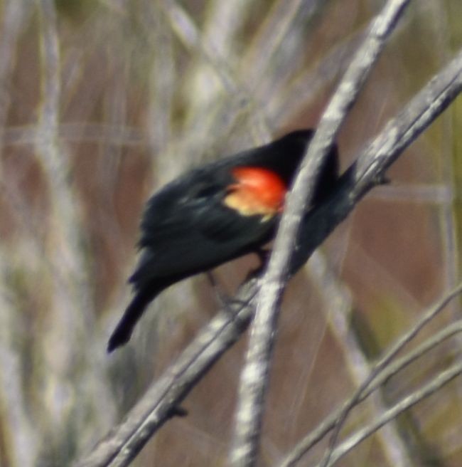 Red-winged Blackbird - ML621063571