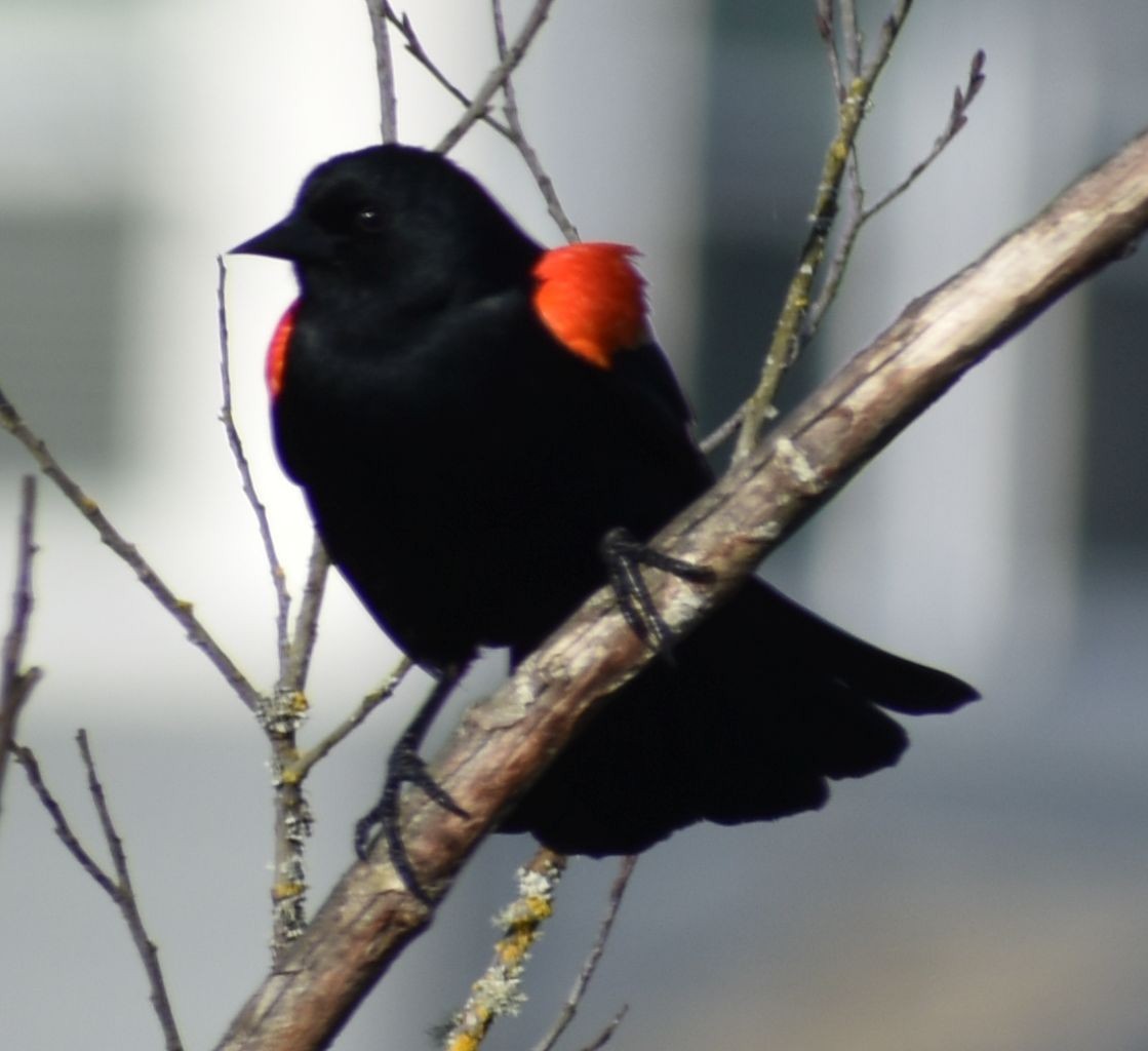Red-winged Blackbird - ML621063572