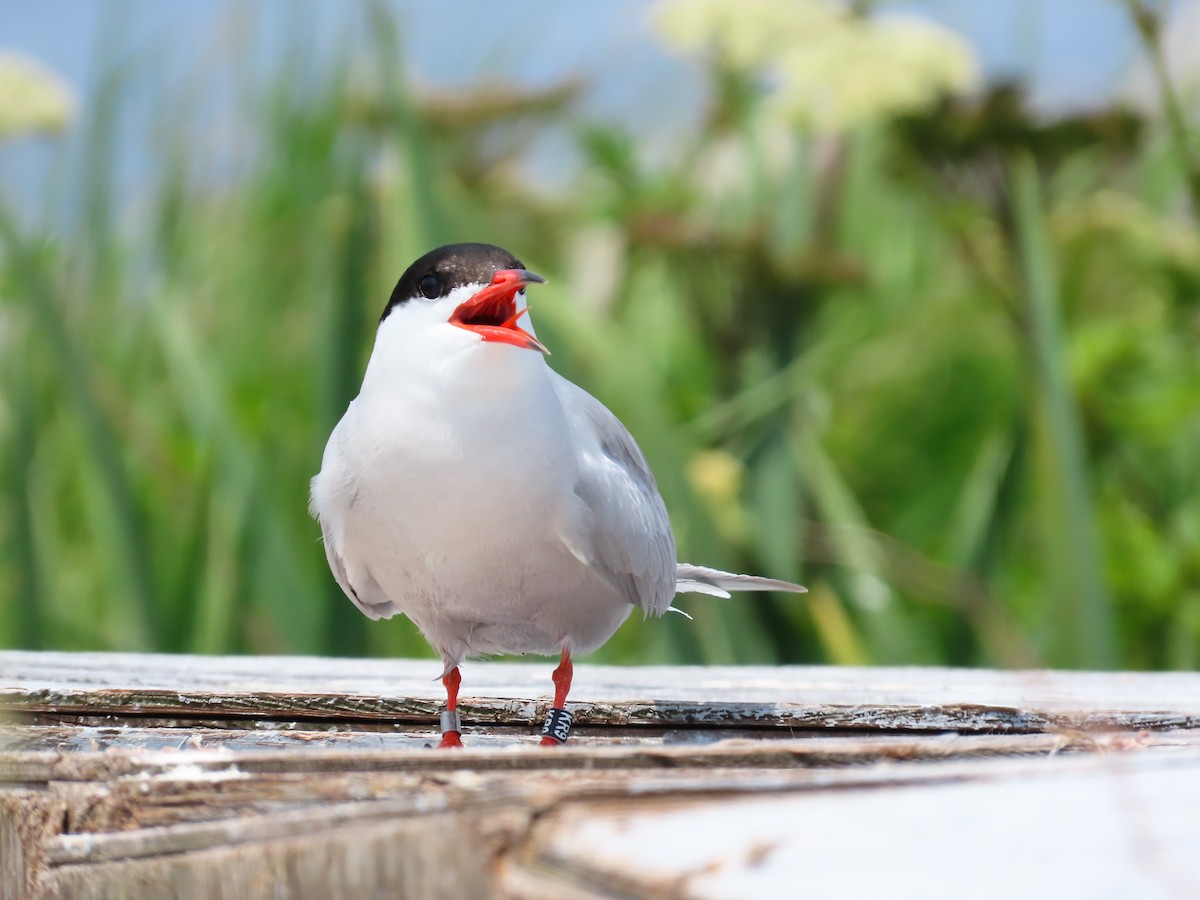 Common Tern - Peyton Jackson