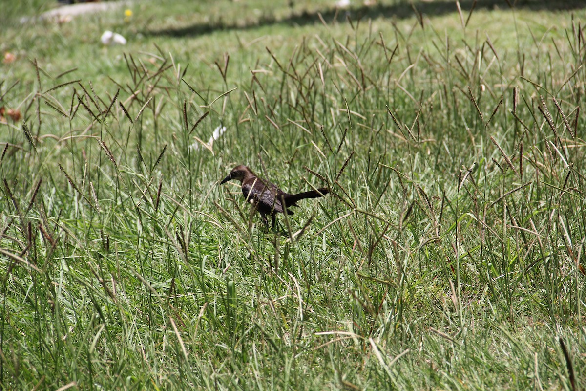 Great-tailed Grackle - ML621063634
