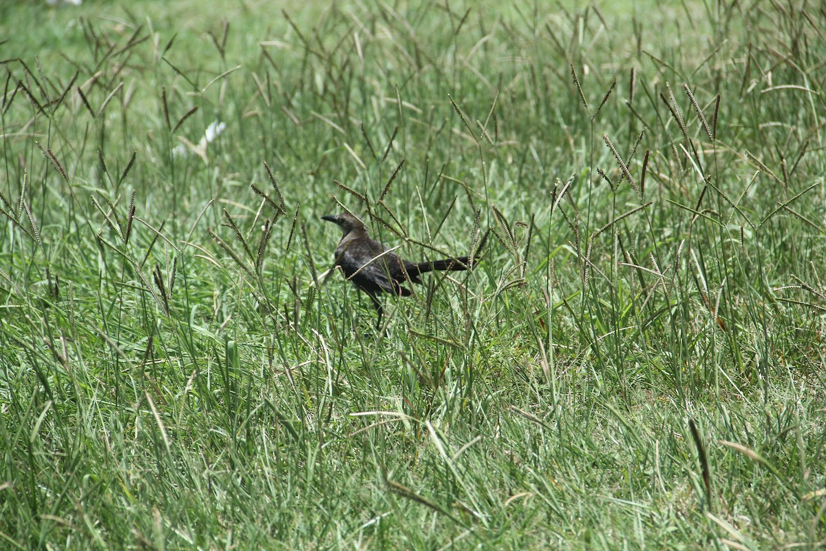 Great-tailed Grackle - ML621063636