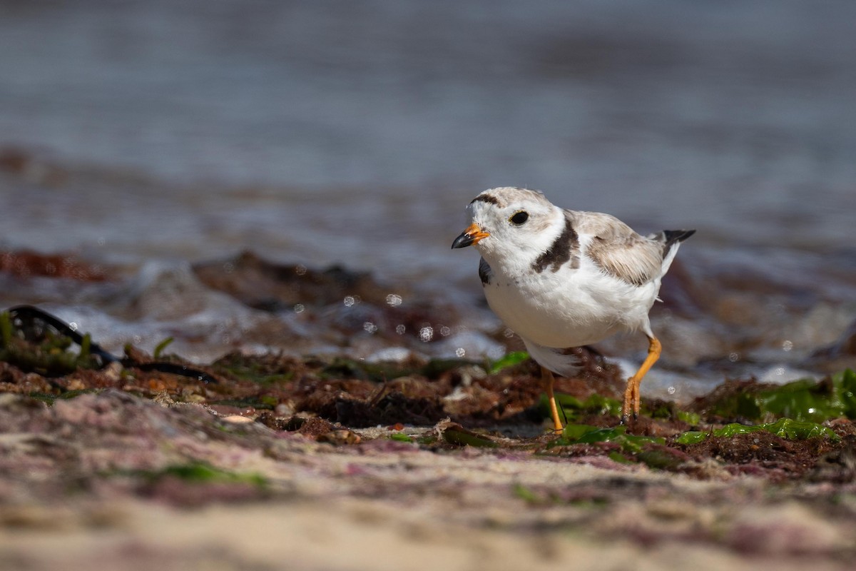 Piping Plover - ML621063641