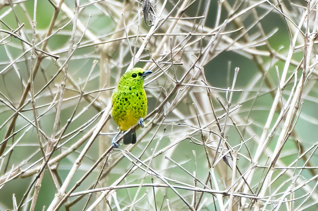 Yellow-bellied Tanager - ML621063642