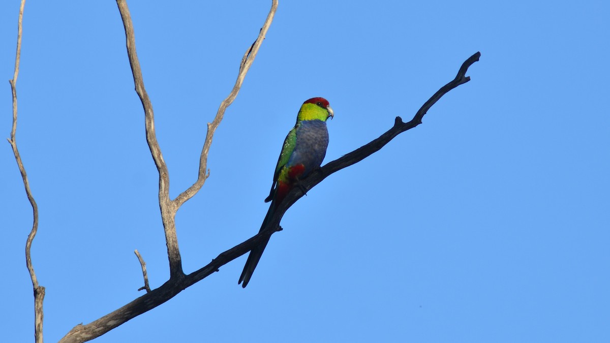 Red-capped Parrot - ML621063644