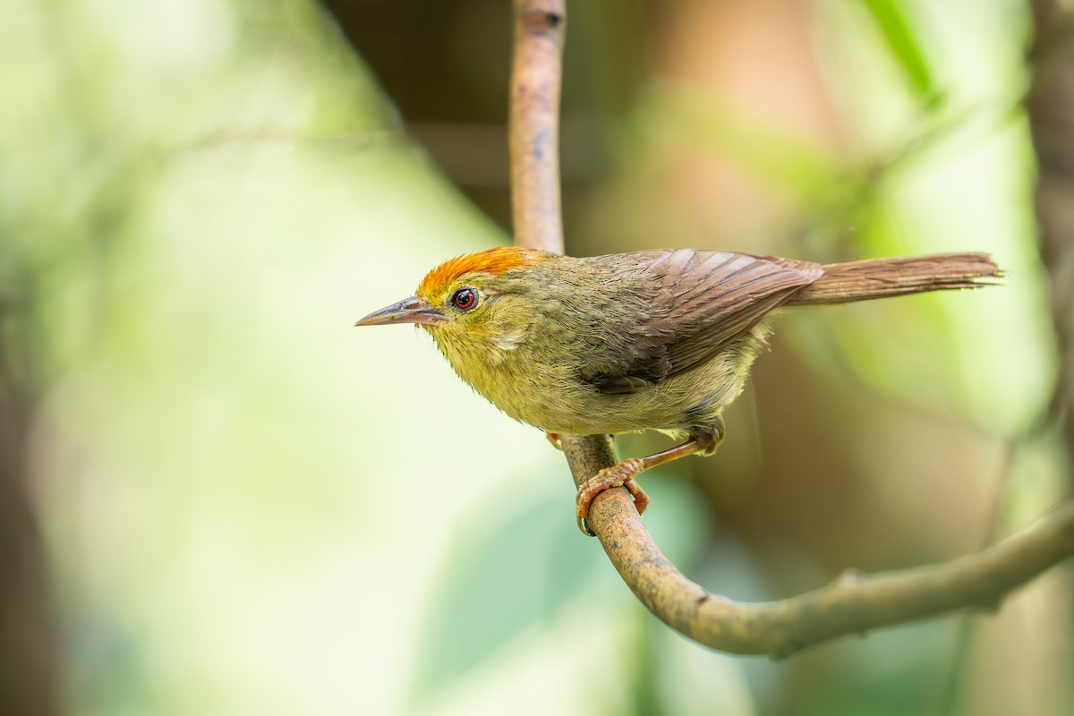 Rufous-capped Babbler - ML621063651