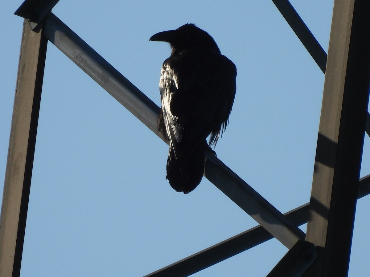 Common Raven - Annik Paquet