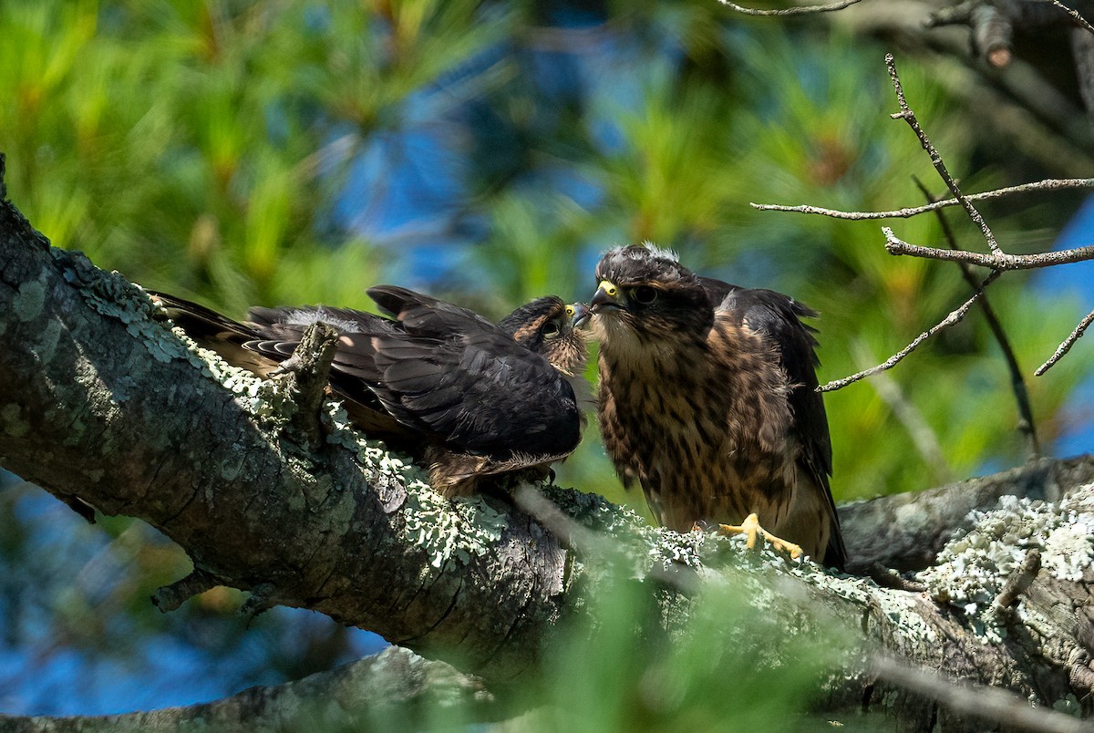 Merlin - Garland Kitts