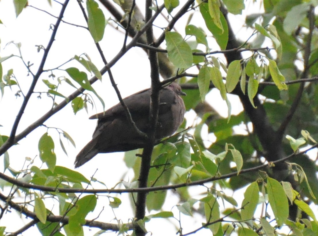 Pigeon à bec noir - ML621063801