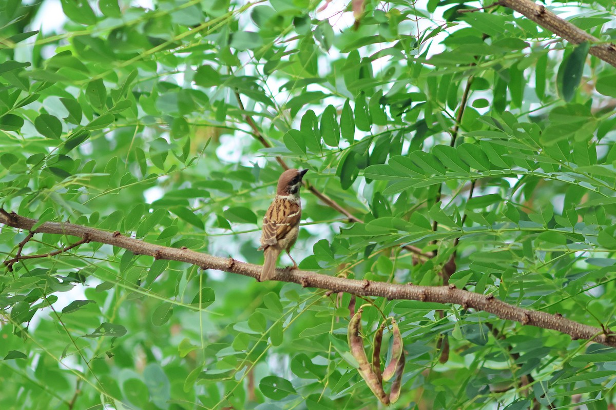 Eurasian Tree Sparrow - Jo-Szu [Ross] (若詩) Tsai (蔡)