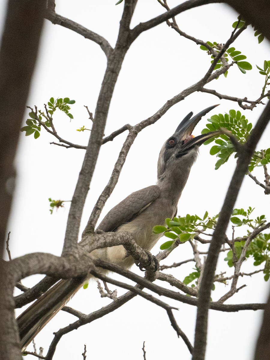 Indian Gray Hornbill - ML621063821