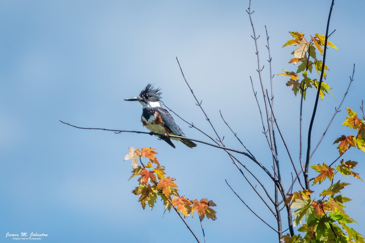 Belted Kingfisher - ML621063827