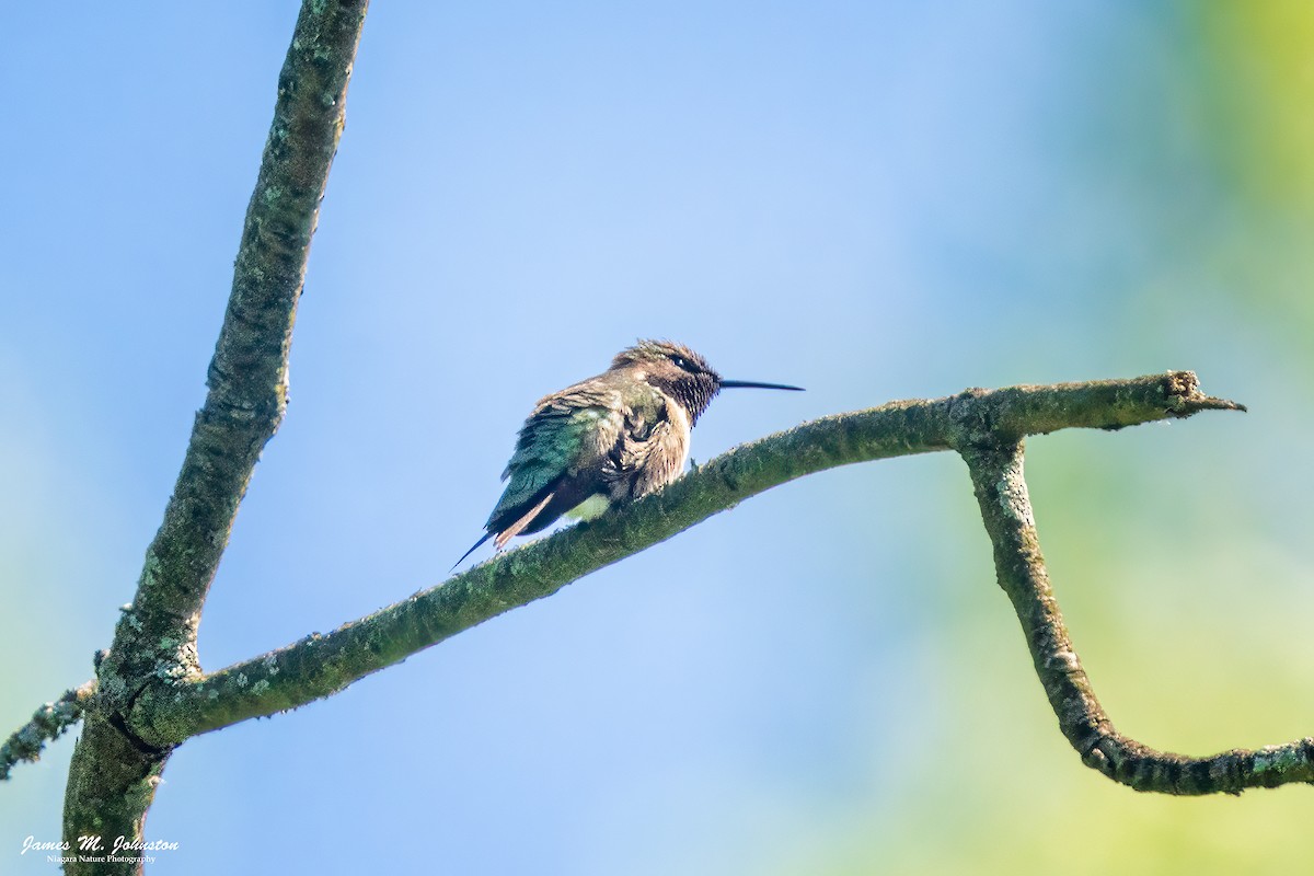Ruby-throated Hummingbird - James Johnston