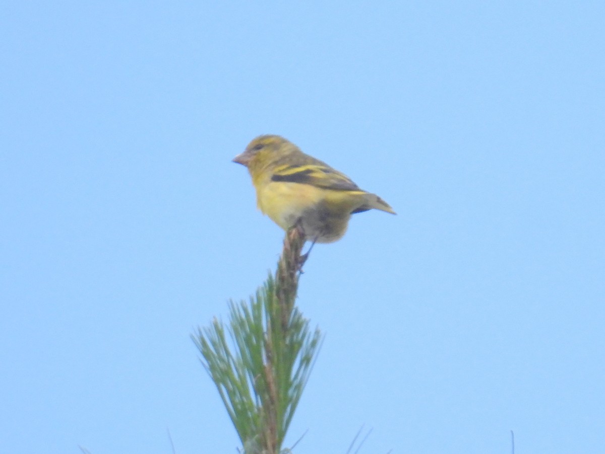 Yellow-crowned Canary - ML621063835