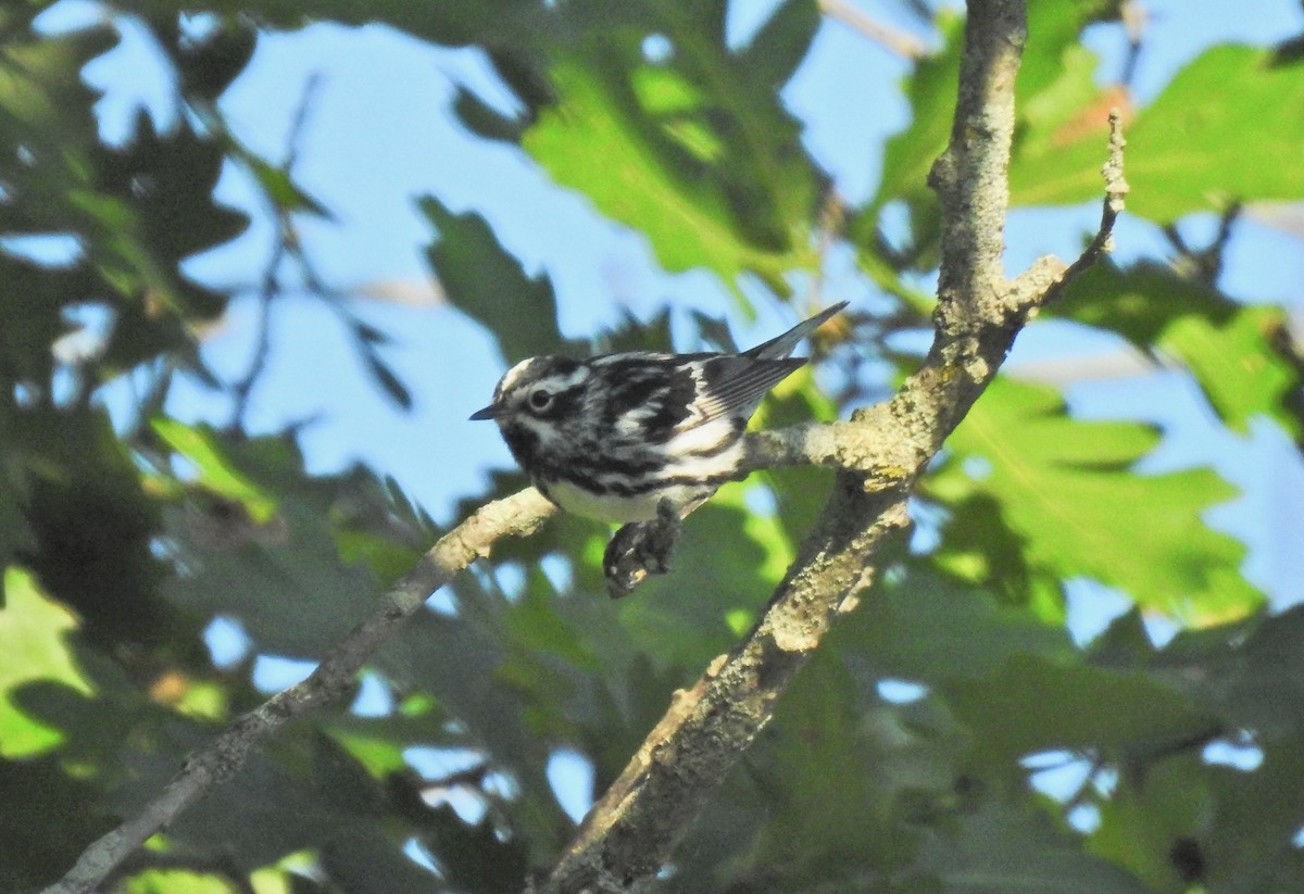 Black-and-white Warbler - ML621063855