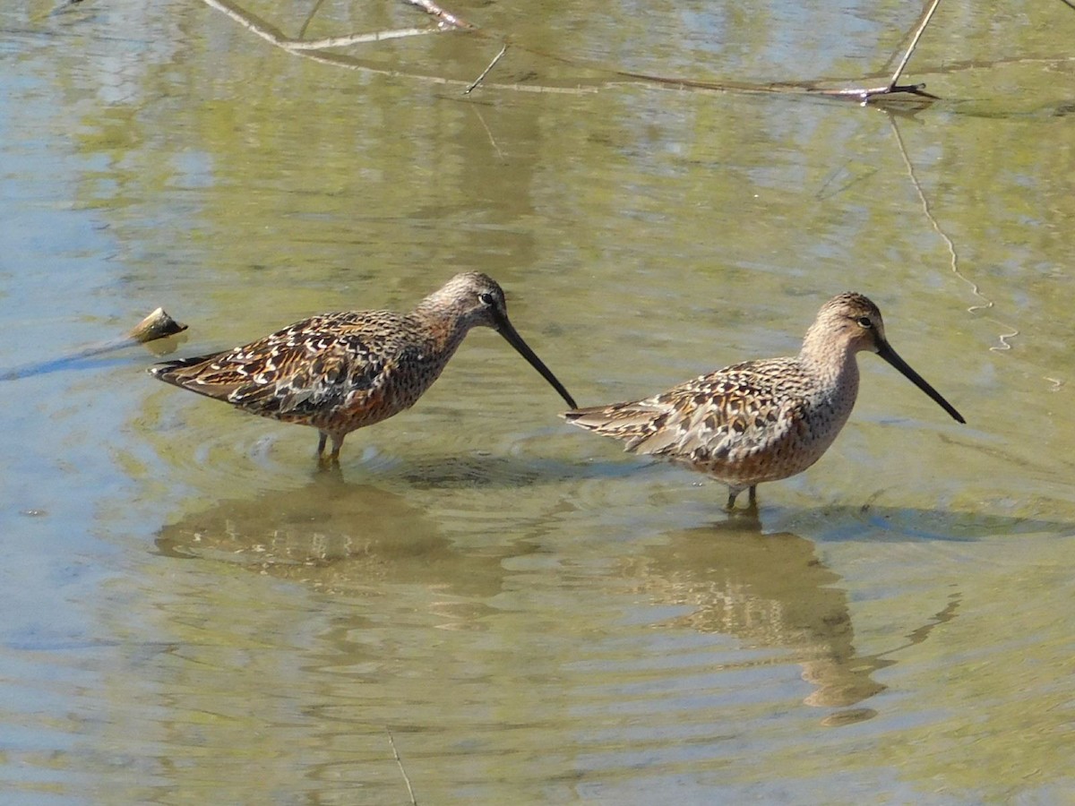 Long-billed Dowitcher - ML621063863