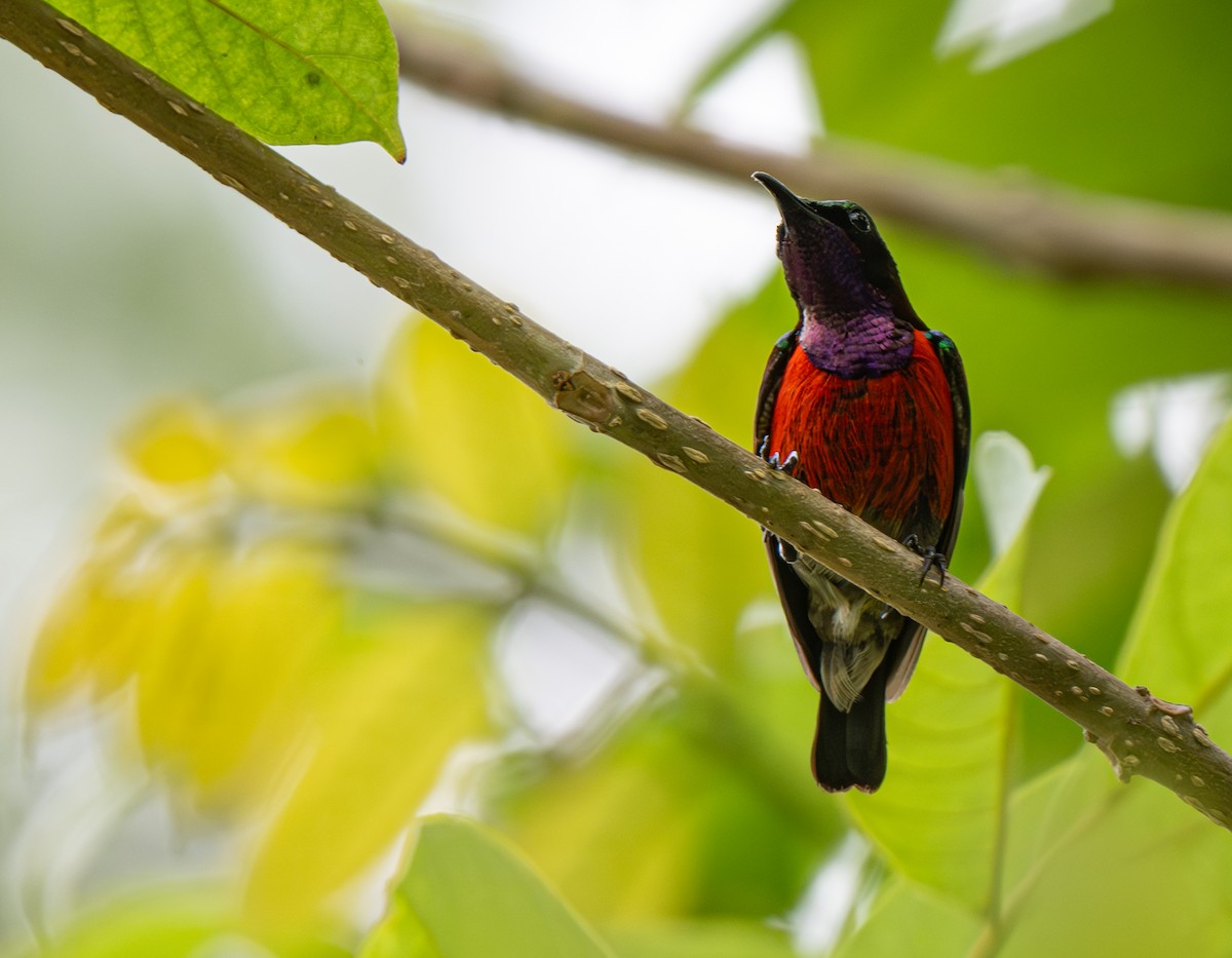Purple-throated Sunbird - ML621063907