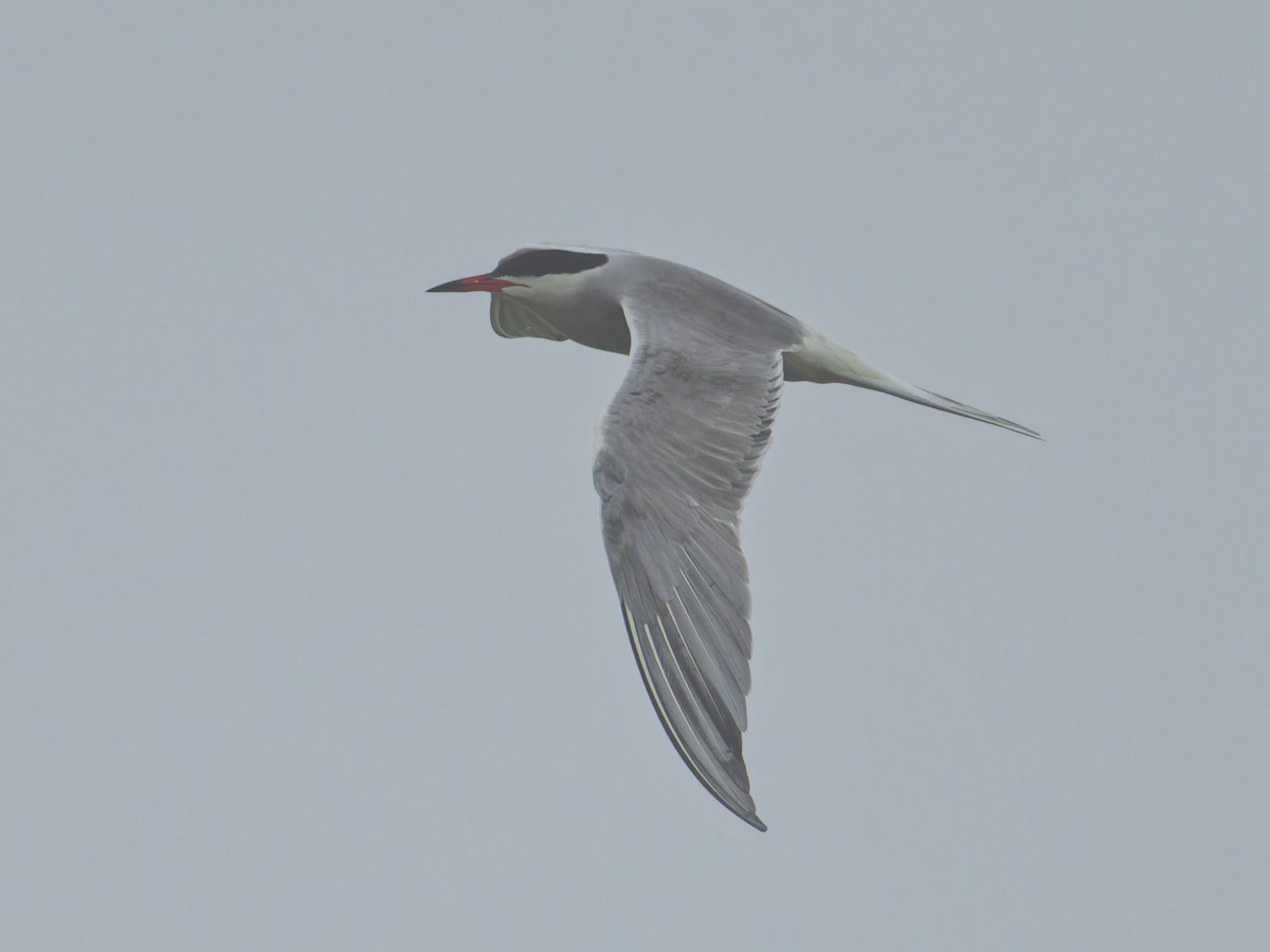 Common Tern - ML621063913