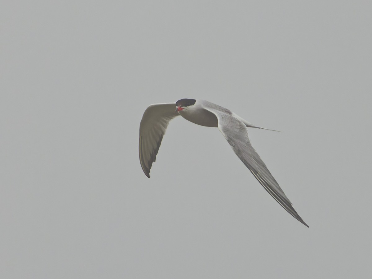 Common Tern - ML621063914
