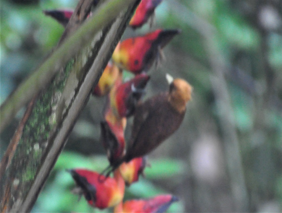 Chestnut-colored Woodpecker - ML621063917