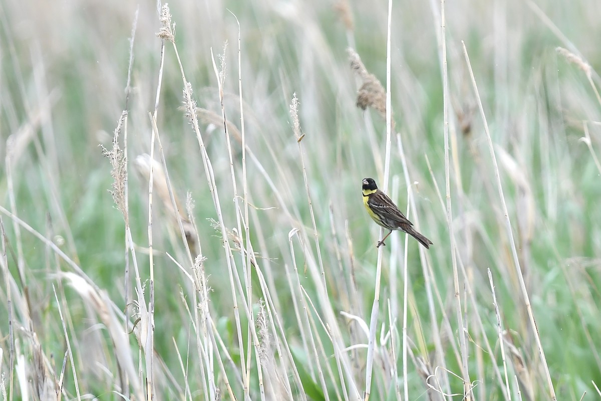 Yellow-breasted Bunting - ML621063929