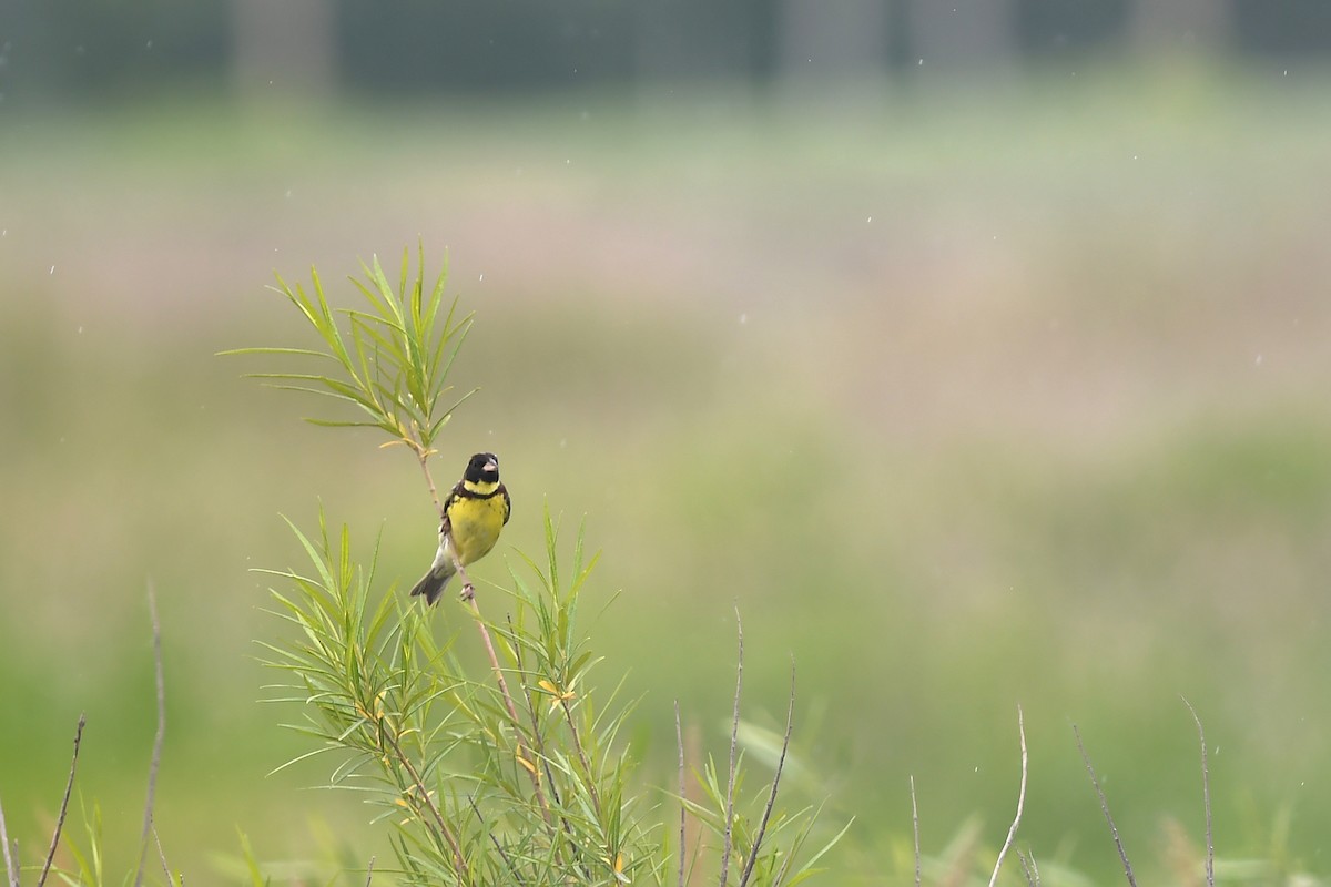Yellow-breasted Bunting - ML621063930