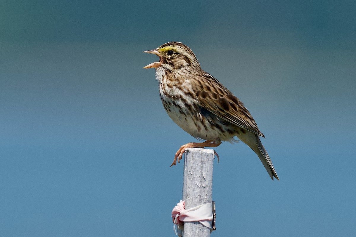 גיבתונית ערבות - ML621063959