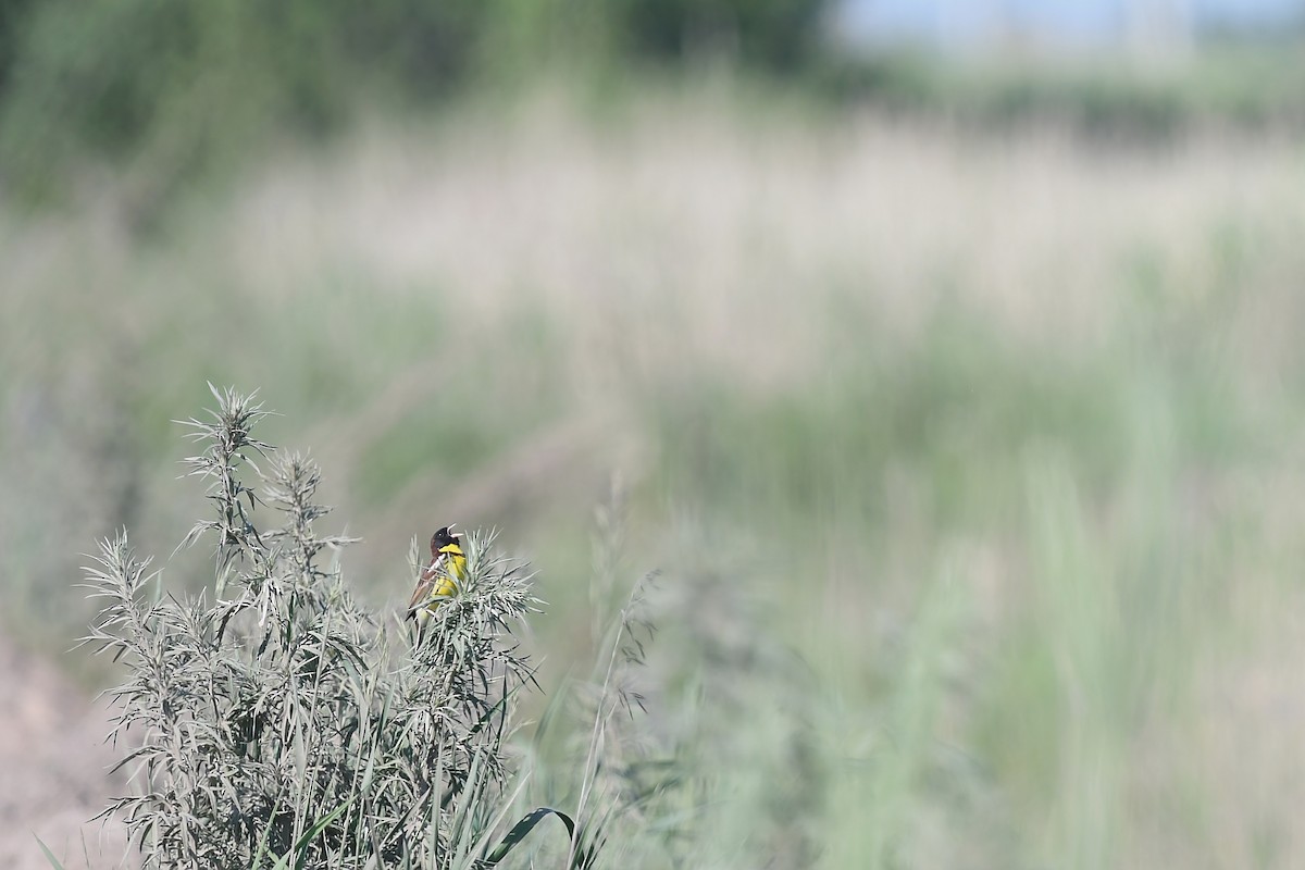Yellow-breasted Bunting - ML621063968